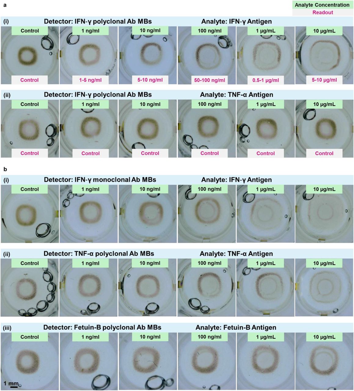 SIMAIS platform performance evaluation.a, Specificity/selectivity. MBs functionalised with IFN-γ polyclonal antibodies are tested with serial dilutions of either on-target IFN-γ antigen (i) or off-target TNF-α antigen (ii). The ML classifier correctly assigns each on-target sample to its concentration level, while labelling every off-target well as “Control”, confirming negligible cross-reactivity. b, Transferability to other antibody-antigen pairs. MB pattern trends are reproduced with alternative detectors: (i) IFN-γ mAb-MBs, (ii) TNF-α pAb-MBs, and (iii) Fetuin-B pAb-MBs, which demonstrate the transferability of the SIMAIS biosensing method.