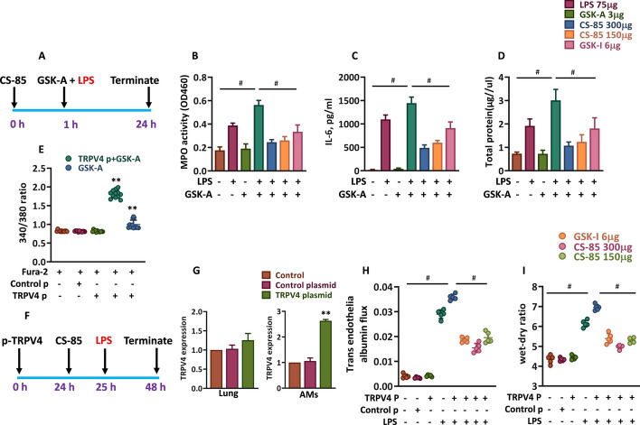 Magnitude of TRPV4 activation and expression influences lung injury. A Schematic outline illustrating CS-85 treatment schedule, lung injury induction, and GSK-A + LPS-mediated hyperactivation of TRPV4. B Mice were treated with CS-85 at indicated doses, 60 min prior to coexposure of LPS and GSK-A (3 μg, 50 µL per mouse), administered via endotracheal route. Then, 24 h after LPS + GSK-A exposure, BAL was performed on mice, and lungs were collected and homogenized. The lung homogenate was used for MPO activity estimation (n = 5). C, D The BAL fluid was collected and analyzed for cytokine IL-6 (C) and total protein content (D) (n = 5). E RAW 264.7 cells (2 × 104/well) seeded in a black 96-well plate were transfected with hTRPV4 plasmid. Then, 24 h after transfection, the cells were loaded with Fura-2 AM at RT in incomplete DMEM. The cells were washed and stimulated with GSK-A (100 nM) for 15 min. The fluorescence was measured at 340/510 and 380/510 (n = 3). F Schematic outline illustrating TRPV4 loaded liposome delivery into mice, CS-85 treatment schedule, lung injury induction, and the experimental termination protocol. G Trpv4 expression was measured by real-time qPCR in alveolar macrophages (AMs) (G) and lung homogenate (G) to confirm the successful delivery and expression of Trpv4 complementary DNA (cDNA). GAPDH was used as a control (n = 3). H, I Trpv4 overexpressed mice were treated with CS-85 or GSK-I (6 µg/mouse), and subsequently exposed to LPS (75 µg/mouse), as indicated in the outline. The right lung lobes were collected and used to estimate albumin leakage (H), and the left lobe of each mouse was used for edema estimation by measuring wet-to-dry ratio (I) (n = 5). Data are expressed as mean ± SD and/or individual data points, each corresponding to a single mouse. #p < 0.001 compared with either LPS + GSK-A (panels B–D) or LPS + p-TRPV4 (panels H–I) mice. **p < 0.001 compared with control cells (panel E) or control mice (panel G)