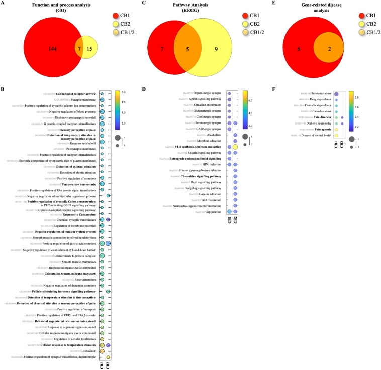 KEGG, GO and MPO enrichment analyses in human. (A,C,E) Venn diagrams of shared pathways or processes. CB1 and CB2 receptors are represented by different colours, and the numbers in the circles (and overlapping area) represent the number of uniquely expressed or shared genes. (B,D,F) Bubble charts of significantly enriched pathways, processes, functions, and diseases. For more information refer to legend for Fig. 3.