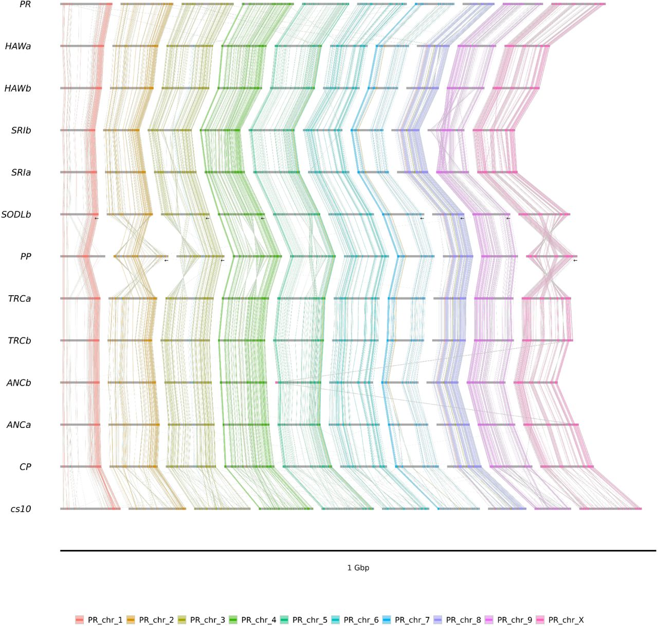 Visualizations of minimizers common to the 8 Lighthouse haplotypes, PR and CP, Sour Diesel B (SODLb), and the current and former NCBI references Pink Pepper (PP) and cs10. Arrows indicate reverse-complementation.