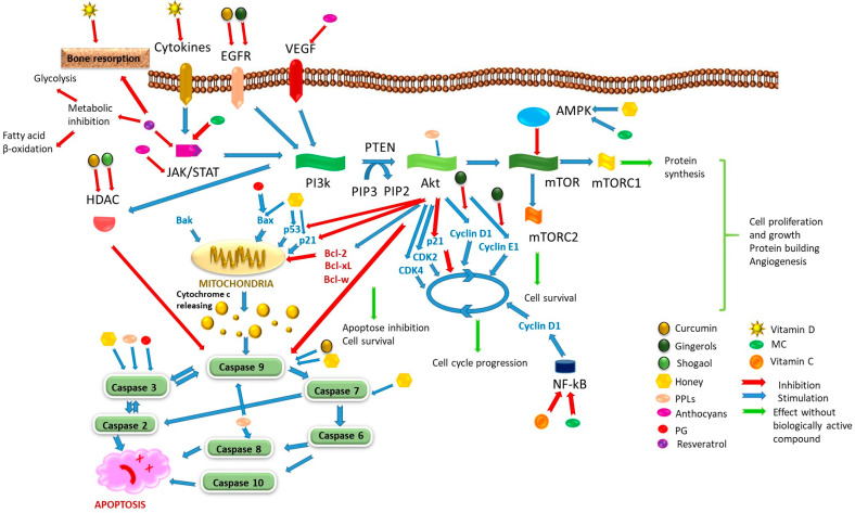 Summary of the main mechanisms modulated by certain natural substances including the nature and location of their molecular influence on these cell signaling pathways. The biological effects ilustrated represent those occuring in the absence of biologically active compounds. The intervention sites are marked as stimulatory (blue arrow) or inhibitory (red arrow). Natural compounds modify these responses by inducing apoptosis, cell cycle arrest, and the inhibition of angiogenesis protein synthesis, ultimately leading to cancer cell death. (EGFR—epidermal growth factor receptor; VEGF—vascular endothelial growth factor; HDAC—histone deacetylases; JAK—Janus kinase; STAT—signal transducer and activator of transcription; PTEN—phosphatase and tensin homolog; PIP3—phosphatidylinositol triphosphate; PIP2—phosphatidylinositol bisphosphate; AkT—protein kinase B; AMPK—AMP-activated protein kinase; PI3k—phosphatidylinositol-3 kinase; mTOR—mammalian target of rapamycin; mTORC—mechanicistic target of rapamicyn complex; NF-kB—nuclear factor-kB; CDK—cyclin-dependent kinase).