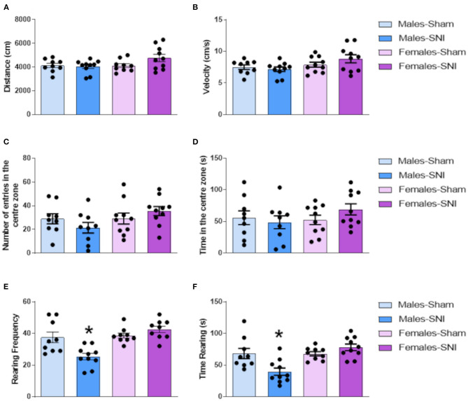 Open Field test. Investigation of locomotor activity and anxiety-related behaviours in male and female rats following Sham or Spared Nerve Injury surgery. Distance moved (cm) (A), velocity (cm/s) (B), number of entries in the centre zone of the arena (C), duration in the centre zone (s) (D), frequency of rearing (E), duration of rearing (s) (F) at post-surgery day 35. All the behaviours were analysed during the 5 min trial. Data expressed as mean ± SEM (n = 10 per group). Two-way ANOVA followed by Tukey HSD post-hoc (P < 0.05). *Males-Sham vs. Males-SNI.