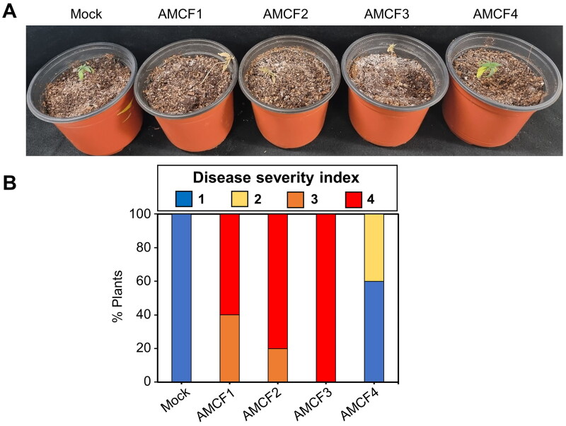 Pathogenicity test of the Fusarium solani AMCF1 and AMCF2, Fusarium proliferatum AMCF3 and Thielaviopsis paradoxa AMCF4 on hemp seedlings. (A) Representative disease symptoms of hemp plants at 7 dpi with indicated isolate of fungi. For mock treatment, the roots were submerged into sterile tap water; (B) Disease severity of hemp plants inoculated with indicated fungal strains. Stacked bar plots indicated the % plants showing indicated disease severity. Disease severity index: 1 = no symptoms (blue); 2 = Discoloration in the lower leaves (yellow); 3 = All the leaves are showing wilting symptoms (brown); 4 = plant death (red).
