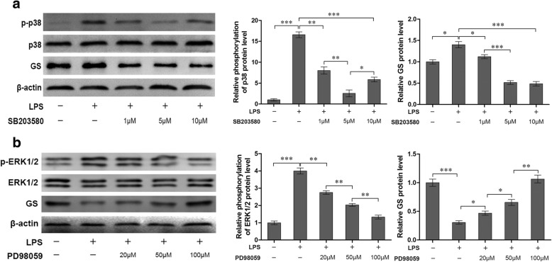 Effects of inhibition of MAPK on the phosphorylation of p38 (a) and ERK1/2 (b), and GS expression (a, b). Astrocytes were pretreated with SB203580 (a) or PD98059 (b) for 1 h and exposed to 1 μg/ml LPS for 2 h (a) or 12 h (b). The protein level of GS, p-p38 and p-ERK1/2 were measured, respectively (a, b). Error bars were ± SD. n = 3. *p < 0.05, **p < 0.01, and ***p < 0.001