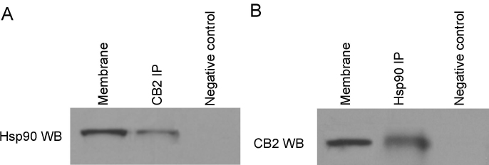 Identification of Hsp90 as a CB2 receptor interacting protein in trabecular meshwork cells. A: Membranes prepared from trabecular meshwork (TM) cells were subject to immunoprecipitation with the anti-CB2 antibody, and were then immunoblotted with the anti-Hsp90 antibody. B: Membranes prepared from TM cells were subject to immunoprecipitation with the anti-Hsp90, and were then immunoblotted with the anti-CB2 antibody. Control experiments were performed using non-relevant IgGs. The experiment was repeated three times, with similar results. Hsp90 was coimmunoprecipitated by the anti-CB2 antibody, whereas the CB2 receptor was coimmunoprecipitated by the anti-Hsp90 antibody from solubilized TM cell membrane preparations.