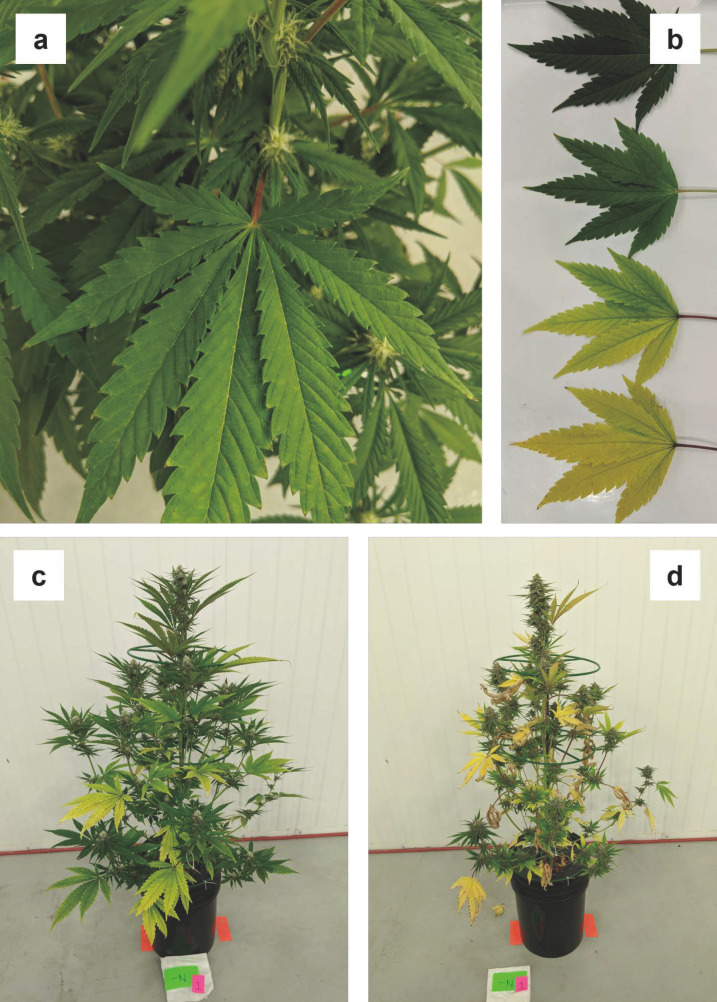 (a) Lower canopy foliar tissue of nitrogen (N) deficient plants starting to yellow during week three, (b) progression of nitrogen deficiency symptoms on fan leaves from mild (top) to severe (bottom) during week four, (c) whole leaf chlorosis developing in fan leaves of the lower two-thirds of the canopy by week four, and (d) almost entire senescence of fan leaves, stem browning and yellowing, and beginning of sugar leaf chlorosis in nitrogen deficient plants during week five.