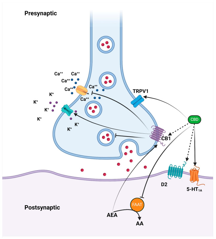 The mechanism by which CBD affects psychotic disorders involves the inhibition of FAAH, leading to elevated anandamide levels. Anandamide subsequently activates CB1, CB2, and TRPV1 receptors. Additionally, CBD can directly activate TRPV1 receptors. The partial agonism at the D2 dopamine receptors may explain CBD’s impact on emotional memory processing within the ventral hippocampus. Abbreviations: 5-HT1A (5-hydroxytryptamine 1A receptor), AEA (anandamide), CB1 (cannabinoid receptor 1), D2 (dopamine receptor 2), FAAH (fatty acid amide hydrolase), and TRPV1 (transient receptor potential vanilloid 1).