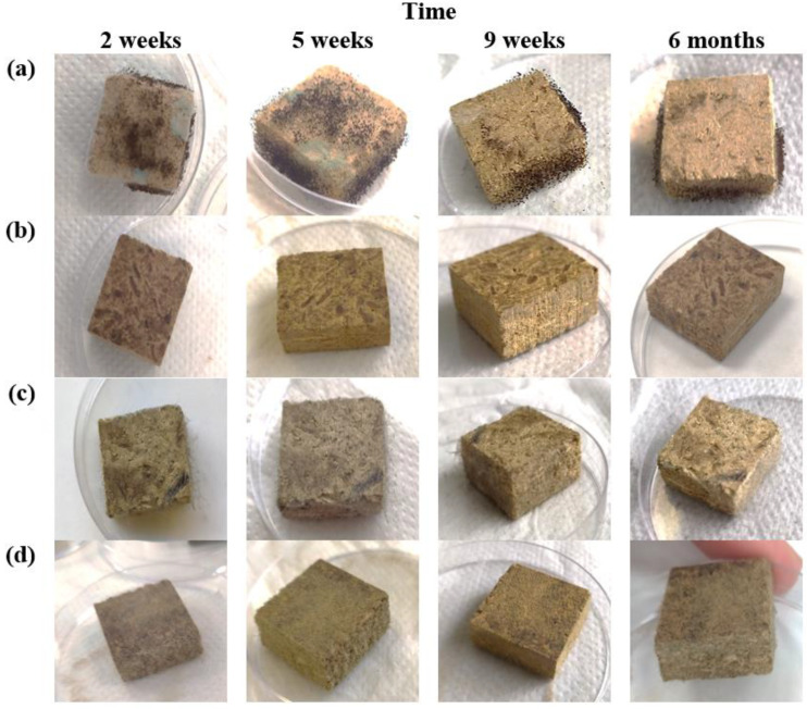 The surface appearance of HS- and CS-based biocomposites impregnated with different oils after 2 weeks, 5 weeks, 9 weeks, and 6 months: (a) control samples without linseed oil; (b) samples with linseed oil; (c) control samples without tung tree oil; (d) samples with tung tree oil.