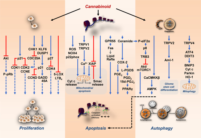 Mechanisms of antiproliferative, proapoptotic and proautophagic effects of cannabinoids on cancer cells.The black arrows emanating from the cannabinoid show the respective modulated structures or levels. Coloured arrows indicate inhibitory (red) and stimulatory (blue) effects of cannabinoids on the indicated targets. Blue dashed arrows indicate reduced stimulation of the respective effect by cannabinoid treatment. The grey arrows indicate a shift in a parameter. The black dashed arrow indicates a functional relationship between autophagy and apoptosis. All abbreviations are explained in the text.