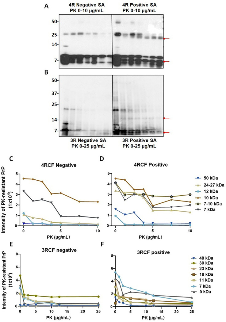 PK-resistance of the end products of 4RCF-/3RCF-based tau RT-QuIC assay of skin samples from AD and controls.Western blotting of PK titration of 4RCF- (A) and 3RCF (B) -based RT-QuIC end product of skin samples from AD and non-AD controls. Probed with RD3 and RD4 antibodies against 3R or 4R tau isoforms, respectively. Quantitative analysis of intensity of PK-resistant tau fragments by densitometry at different molecular weights for 4R (C, D) and 3R (E, F) substrates-based RT-QuIC end products.