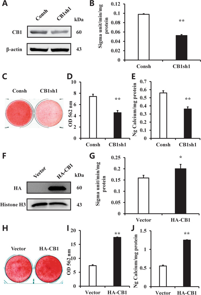 CB1 promoted the osteogenic differentiation of hBMSCs. A Western blot results showed the knockdown efficiency of CB1 shRNA1 in BMSCs. β-actin was used as an internal control. B The ALP activity assay in CB1 depleted hBMSCs. C Alizarin red staining in CB1 depleted hBMSCs. D OD values of the alizarin red staining in CB1 depleted hBMSCs. E Calcium quantitative analysis in CB1 depleted hBMSCs. F Western blot results showed the over-expression efficiency of HA-CB1 in BMSCs. β-actin was used as an internal control. G The ALP activity assay in CB1 over-expressing hBMSCs. H Alizarin red staining in CB1 over-expressing hBMSCs. I OD values of the alizarin red staining in CB1 over-expressing hBMSCs. J Calcium quantitative analysis in CB1 over-expressing hBMSCs. Student’s t test was performed to determine statistical significance. Error bars represent SD (n = 3). *P ≤ 0.05; **P ≤ 0.01