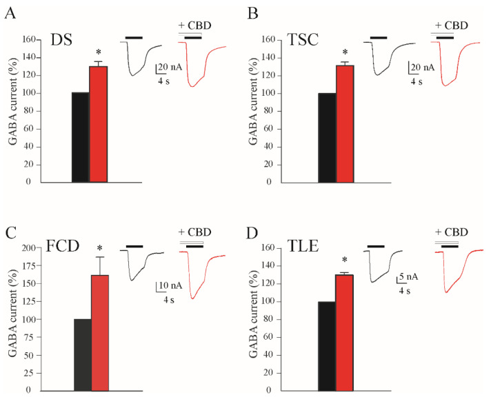CBD effect on GABA currents (IGABA) amplitude in oocytes transplanted with tissues from (A) Dravet syndrome (DS, IGABA range: from 11.2 to 122.4), (B) tuberous sclerosis complex (TSC, IGABA range: from 7.3 to 85.1), (C) focal cortical dysplasia type IIb (FCD, IGABA range: from 6.8 to 72.3) and (D) temporal lobe epilepsy (TLE, IGABA range: from 6.2 to 89.3) patients. All the bar-graphs show the % variation in the mean current amplitude after incubation with CBD 2 μM (black, % current before incubation; red, % current after incubation), * p < 0.05. In each panel, the inset represents sample currents with or without CBD. Black horizontal bars represent GABA 50 μM application; white horizontal bars represent CBD 2 μM application.