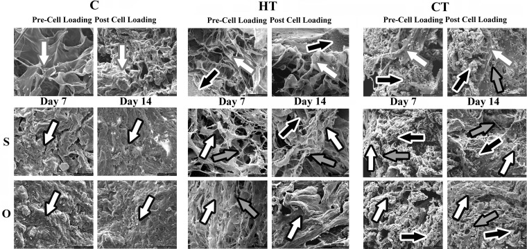 Scanning electron photomicrographs of human ASC-scaffold constructs composed of bovine collagen type I (C), hydroxyapatite + β-tricalcium phosphate + bovine collagen type I (HT) and β tricalcium phosphate + bovine collagen type 1 (CT) before (Pre-Cell Loading) and after (Post Cell Loading) spinner flask cell loading and after 7 (Day 7) and 14 (Day 14) days of culture in stromal (S) or osteogenic (O) medium. Black arrows with white outline: mineralized scaffold; grey arrows with black outline: collagen fibrils; white arrows with black outline: extra-cellular matrix; white arrows with grey outline: scaffold.