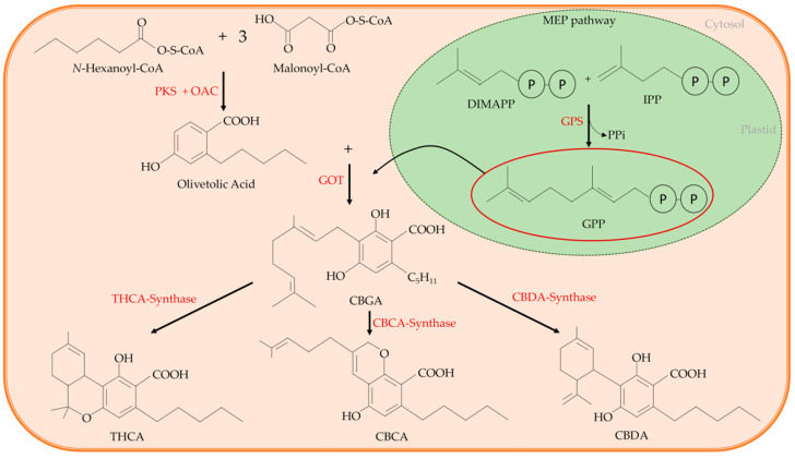 The cannabinoid synthetic pathway: cannabigerolic acid (CBGA) is the common precursor of all main cannabinoids. It is synthesized through an alkylation of the phenolic moiety of olivetolic acid with the terpenoid component of geranyl pyrophosphate (GPP). The reaction is catalysed by a geranylpyrophosphate:olivetolate geranyltransferase (GOT). Olivetolic acid is originated in the cytosolic polyketide pathway through an aldol condensation of hexanoyl-Coenzyme A (CoA) with three molecules of malonyl-CoA, that is catalysed by the polyketide synthase (PKS) enzyme in the presence of olivetolic acid cyclase (OAC). The GPP is synthesized by the plastidial methylerythritol phosphate (MEP) pathway. In the cytosol, CBGA is converted into the acidic form of the three main cannabinoids, tetrahydrocannabinol acid (THCA) that in the acidic form has no psychoactive activity, cannabidiolic acid (CBDA) and cannabichromenic acid (CBCA). GPS: geranyl pyrophosphate synthase; IPP: isopentenyl diphosphate; OAC: olivetolic acid cyclase.