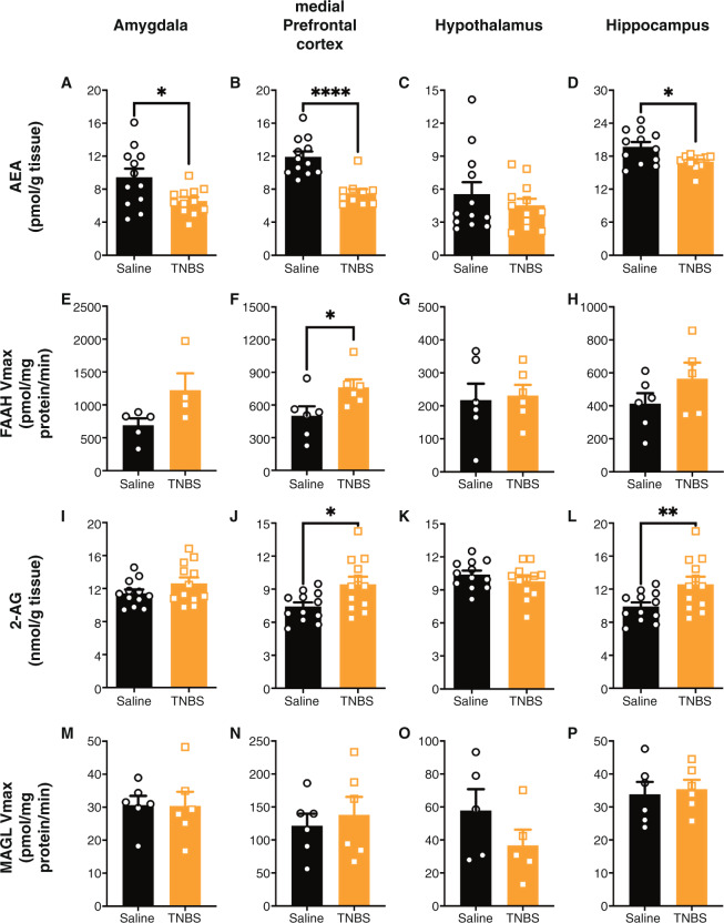 Colitis altered central endocannabinoid levels.Following trinitrobenzene sulfonic acid (TNBS) administration, at Day 7, anandamide (AEA) levels were reduced in the (A) amygdala, (B) medial prefrontal cortex and (D) hippocampus, but not the (C) hypothalamus. Concomitantly, there was an increase in AEA’s metabolic enzyme’s (fatty acid amide hydrolase (FAAH)) activity (Vmax), in the (E) amygdala, (F) medial prefrontal cortex, with no differences in the (H) hippocampus or (G) hypothalamus. In contrast to AEA levels, Day 7 2-arachindonylyl glycerol (2-AG) levels were increased in the (J) medial prefrontal cortex, (L) hippocampus, and no significant changes occurred in the (I) amygdala or (K) hypothalamus with TNBS administration. There were no differences at Day 7 post-administration in the activity of 2-AG’s metabolic enzyme (monoacylglycerol lipase (MAGL); Vmax) in the (M) amygdala, (N) medial prefrontal cortex, (O) hypothalamus or (P) hippocampus from colitis. n = 9–12/group for levels and n = 4 = 6/group for enzyme activity. *p < 0.05, **p < 0.01, ****p < 0.0001, t test saline vs. TNBS. Saline = left, black bars with circles. TNBS = right, orange bars with squares.