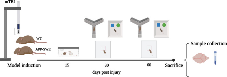 Timeline of the experimental design