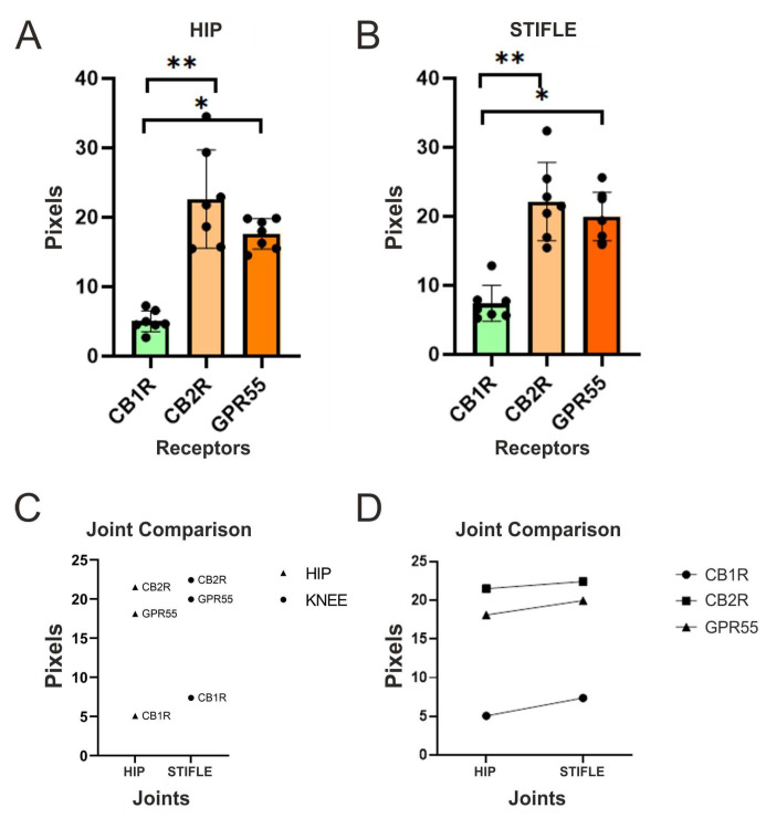 (A,B) Quantitative analysis of the hip (A) and stifle joint (B) using one-way ANOVA showed that the expression of CB2R-IR (**) was statistically different when compared with that of CB1R-IR, but not when compared with that of GPR55-IR. Analogously, the analysis of the expression of GPR55-IR showed that it is statistically different when compared with CB1R (*), but not with CB2R, at both joint sites. (C) To additionally examine the differences between the receptors, a Tukey’s multiple comparisons test was carried out. The results showed that the mean difference in expression between CB1R and CB2R was significant (mean diff = −16.19, p < 0.0001). Similarly, the mean difference between CB1R and the GPR55 was also significant (mean diff = −12.58, p < 0.0001). However, there was no significant difference in expression between CB2R and GPR55 (mean diff = 3.603, p = 0.1413, at both joints). (D) The statistical analysis carried out showed that there was no significant difference between the receptor expression of the different joints. In both the hip and the stifle joints, the receptors followed the same pattern of cellular distribution and expression (scatter dot plot with mean and SD).