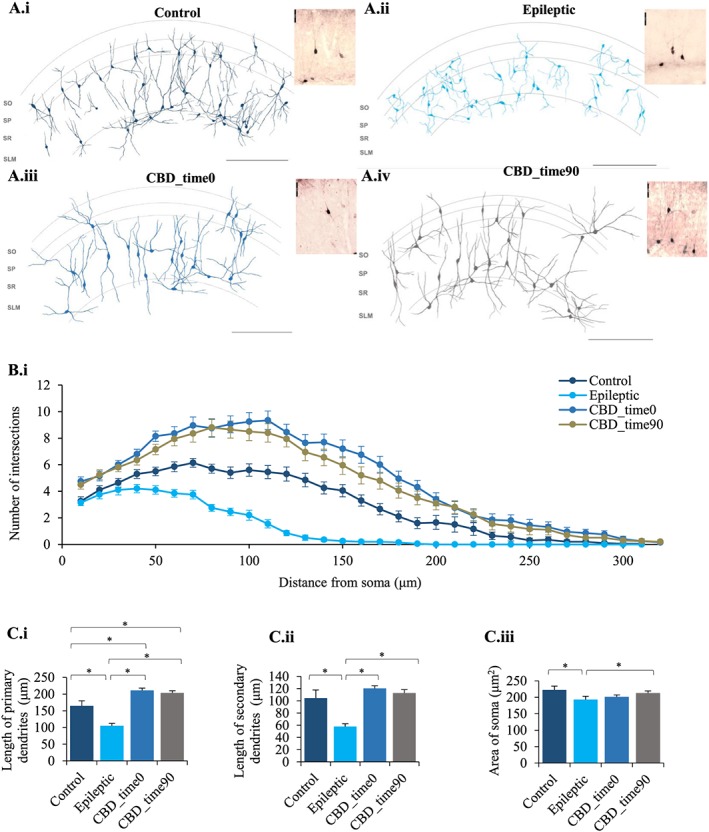 CBD prevents CCK cell death in the hippocampi of KA‐induced epileptic rats. (A) Reconstructions and photomicrographs of all the CCK neurons present in the CA1 hippocampal subfield of a randomly picked rat in (A, panel i) control, (A, panel ii) epileptic, (A, panel iii) CBD‐treated at zero time (CBD_time0) and (A.iv) at 90 min (CBD_time90) post‐SE conditions using a 40× magnification in a light microscope with an attached drawing tube, from three consecutive 100‐μm‐thick coronal sections of rat hippocampi. All photomicrographs taken of CCK neurons were from brains sections processed using immunoperoxidase labelling. Scale bars set at 250 μm for all the reconstructions and 50 μm for all the photomicrographs. (B, panel i) Sholl plot exhibiting the pattern of dendritic arborization of CCK neurons in the CA1 hippocampal subfield of rats in all experimental conditions, control, epileptic and CBD‐treated at zero time (CBD_time0) and at time 90 min (CBD_time90) post‐SE (n = 20, for all). Morphometric analysis of CCK neurons (n = 20) were performed which are represented as bar graphs comparing the (C, panel i) length of primary dendrites (μm), (C, panel ii) secondary dendrites (μm) and (C, panel iii) area of soma (μm2) between all the experimental groups. Results are expressed as mean ± SEM (*P ≤ 0.05; one‐way ANOVA with post hoc Tukey's test).