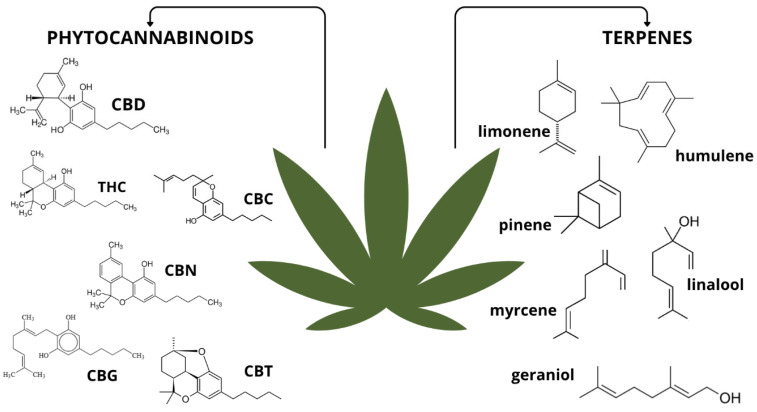 Classification of substances isolated from Cannabis sativa L. with examples. Abbreviations: CBD—cannabidiol; THC—tetrahydrocannabinol; CBC—cannabichromene; CBN—cannabinol; CBG—cannabigerol; CBT—cannabicitran. Figure created by the authors.