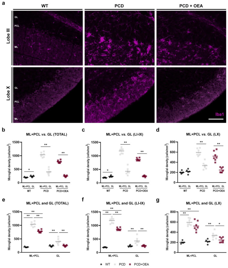 Effect of OEA on microglial density per cerebellar cortex layers. (a) Magnified images of the dotted boxes in Figure 2a showing Iba1-labeled microglia (magenta) in the different layers of the cerebellar cortex of lobe III (as a representation of LI-IX) and X of WT, PCD, and OEA-treated PCD mice at P30. (b–d) Quantification of microglial density in the total cerebellar cortex (b), lobe I to IX (c), and lobe X (d) for each experimental group, and comparison between layers; note that, unlike WT, the density of Iba1-positive cells is higher in the outermost layers (ML + PCL) compared with the deepest layer (GL) in both PCD groups for all comparisons. (e–g) Quantification of the effect of OEA on microglial density in the entire cerebellar cortex (e), lobe I to IX (f), and lobe X (g), per layer, and comparison among the experimental groups; note that values for OEA-treated PCD are always midway between those of WT and untreated PCD mice for most comparisons. n = 5–7 animals per experimental group. Student’s t-test for (b–d) and one-way ANOVA followed by Bonferroni’s post hoc test for (e–g). * p < 0.05; ** p < 0.01 (specific p-values for multiple comparisons in Table 2). Scale bar: 50 µm. GL, granular layer; ML, molecular layer; PCL, Purkinje cell layer. Adapted from [47].
