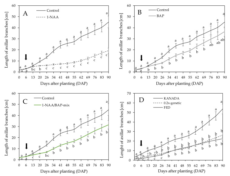 Median length of axillar branches in cm over all three tested genotypes treated with (A) NAA, (B) BAP, and (C) NAA/BAP-mix compared to the nontreated control each over a time period of 90 days. (D) Mean length of axillar branches of genotype KANADA and 0.2x-genetic across time. Means covered with at least one identical lowercase letter did not differ significantly at α = 0.05. The arrow shows the time point (6 DAP) of the first application.