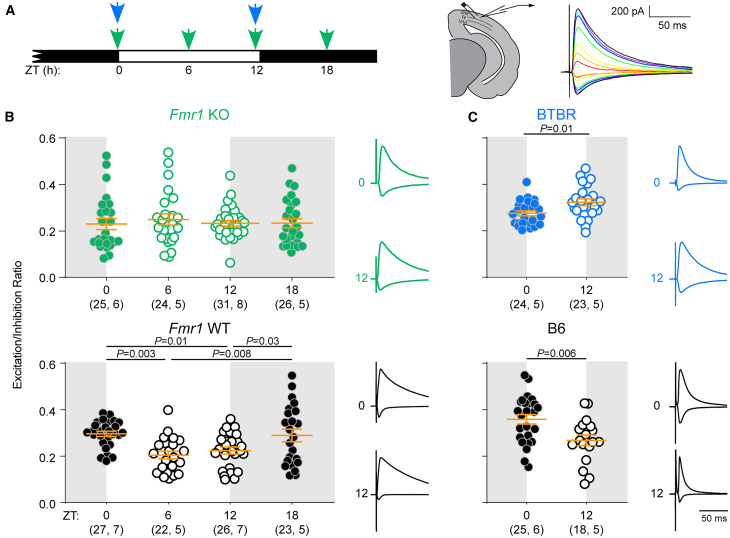 E/I is dysregulated in two mouse models of autism(A) Left: Fmr1 KO/WT (green) and BTBR/B6 (blue) mice were sacrificed at the indicated times of day. Right: Acute brain slices containing V1 were obtained, and responses to layer 2/3 stimulation over a range of intensities were recorded using whole-cell patch clamp of layer 2/3 pyramidal neurons. Inhibitory (upward deflection) and excitatory (downward deflection) responses were recorded in the same cell and the E/I ratio was calculated using the stimulation intensities over which the E/I ratio was stable.22(B) Oscillation of the E/I ratio across the day is absent in Fmr1 KO mice. Top: Fmr1 KO Kruskal-Wallis p = 0.65. Bottom: Fmr1 WT 1-way ANOVA Holm-Sidak post-hoc p values indicated.(C) BTBR mice exhibit E/I dysregulation, such that the E/I ratio is high at ZT12, contrasting with higher E/I at ZT0 in B6 mice. p values correspond to 2-tailed t tests. (B-C) Sample size is indicated as (cells, mice). Error bars indicate mean ± SEM. Example traces are normalized to peak inhibitory response. See also Figure S1. For detailed test statistics, see Tables S1 and S2.