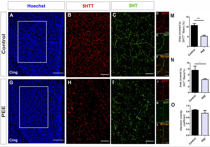Serotoninergic innervation is altered in the ACC of adult PEE mice. Images of coronal sections of adult male mouse brains with Hoechst staining (A,G) and immunostained for 5HTT (B,D,H,J) and 5HT (C,E,I,K). Sections at the level of the ACC of a Control (A–F) and PEE brain (G–L). Merge images (F,L) show that fibers containing 5HTT also contain 5HT. In (A,G) photomicrographs, the cingulum is indicated with the abbreviation cing. Area covered by 5HTT+ fibers (%, M), area covered by 5HT+ (%, N), and Manders’ overlap coefficient (O). Data expressed as the mean ± SEM (Control n = 4 each one from four different control litters, PEE n = 5 each one from five different PEE litters); all parameters were analyzed by Student’s t-test (*p < 0.05, ***p < 0.001). Scale bar: 150 μm (A,G), 50 μm (B,C,H,I), and 10 μm (D–F,J–L).