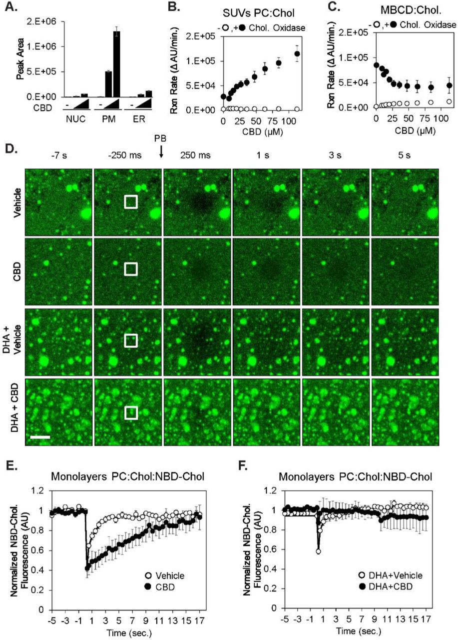 CBD incorporates into membranes, increases cholesterol chemical activity, and reduces lateral diffusion of cholesterol.(A) Ethanol extracts of subcellular fractions of SK-N-BE(2) cells exposed to 0, 20 and 40 µM CBD for 24 hr were analyzed for CBD using LC-MS. (B) Synthetic small unilamellar vesicles (SUVs-molar ratio: phosphatidylcholine:cholesterol:NBD cholesterol: 78:20:2 (n/n%) were used as a source of cholesterol in a fluorogenic cholesterol oxidase reaction to determine the effect of CBD on initial reaction rate. (C) Identical experiments were performed with cholesterol complexed to methyl beta cyclodextrin (MBCD), without SUVs present (D) Synthetic membrane monolayers containing NBD-cholesterol were adsorbed to borosilicate glass and used in fluorescent recovery after photobleaching (FRAP) experiments following exposure to either CBD (60 µM) and/or DHA (20 µM). Scale bar is 2.5 µm. Quantified fluorescence recovery after photobleaching is displayed in (E) and (F) (n=3).