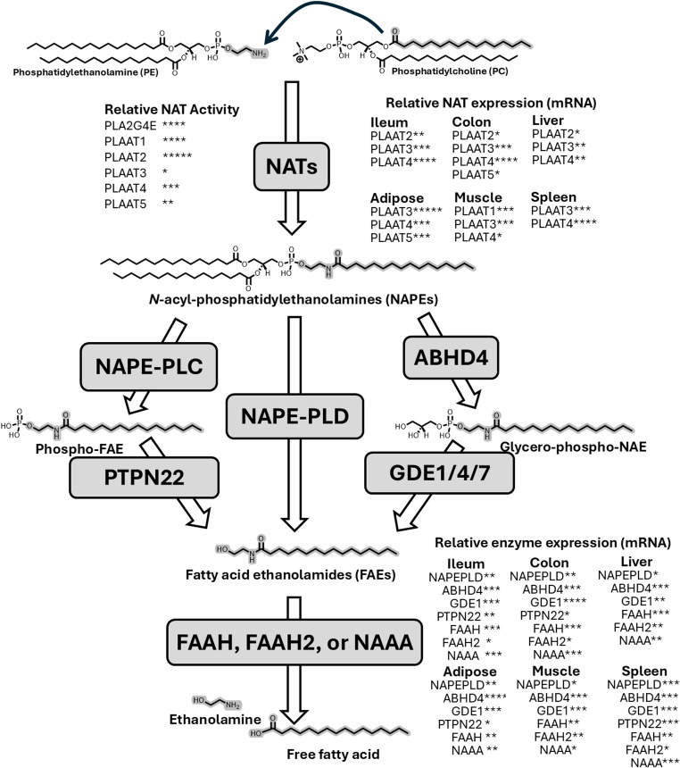 Distribution and relative expression of the enzymes of fatty acid ethanolamide biosynthesis and catabolism in metabolically active tissue. In humans, six known PE N-acyltransferases (NATs) biosynthesize NAPEs by transferring an acyl chain from phosphatidylcholine (PC) to the nitrogen of phosphatidylethanolamine (PE). The atoms of each molecule which eventually form the final FAE are highlighted in grey. The relative intrinsic NAT activity of each enzyme is illustrated by number of + symbols based on Uyuma et al. [2] and Ogura et al. [3]. Three independent pathways convert NAPEs to FAEs. FAEs are inactivated by catabolism by Fatty Acid Amide Hydrolase (FAAH), FAAH2, or N-acylethanolamine hydrolyzing acid amidase (NAAA). The relative mRNA expression (median transcripts per million, TPM) of each gene encoding a biosynthetic or catabolizing enzyme is indicated by number of * symbols as follows: not shown TPM ≤ 1; *1 < TPM ≤ 5; **5 < TPM ≤ 15; ***15 < TPM ≤ 45; ****45 < TPM ≤ 145; *****TPM > 145, based on data exported from the Genotype-Tissue Expression (GTEx) Portal on 11/02/2025. The GTEx project is supported by the Common Fund of the Office of the Director of the National Institutes of Health, and by NCI, NHGRI, NHLBI, NIDA, NIMH, and NINDS
