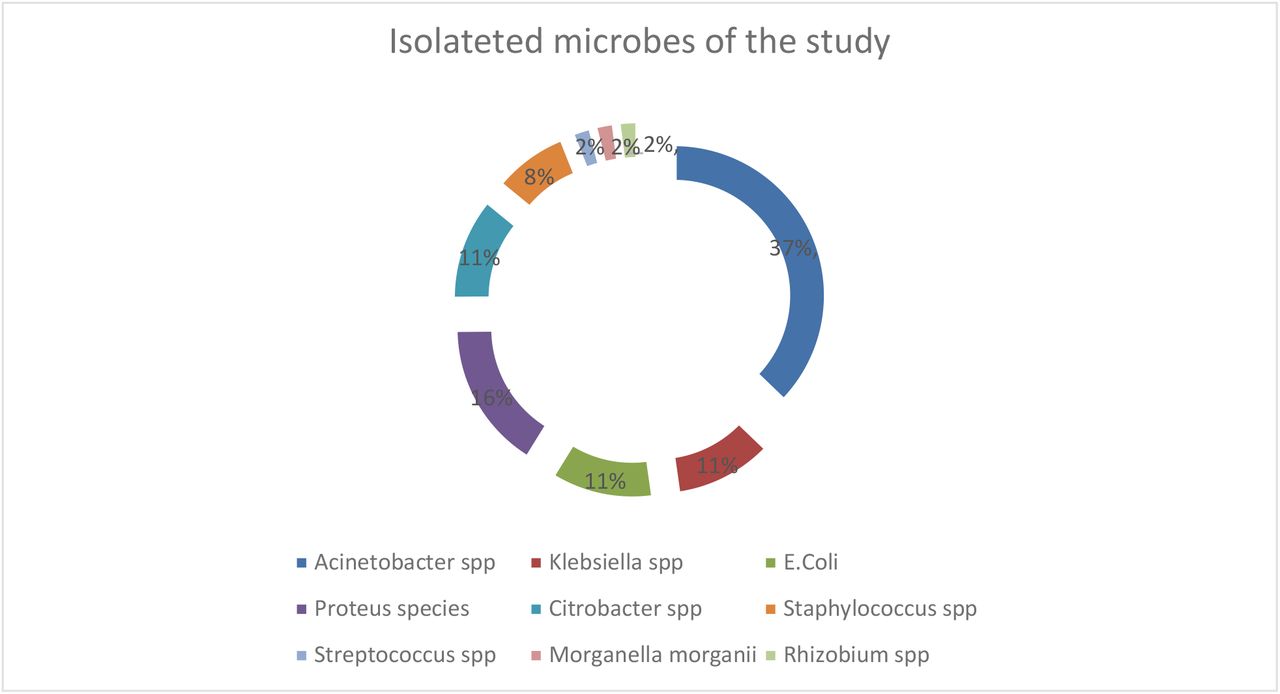 HAUTI distribution within Isolated microorganisms from varies specimens among adult ICU patients at Addis Ababa Public Government Hospital, Ethiopia, 2020 (n=50)