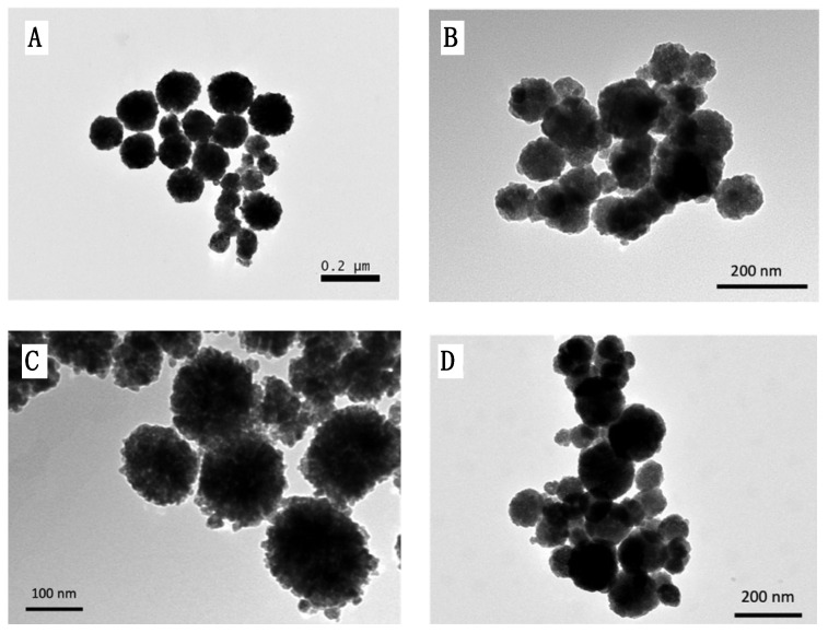 TEM images of: (A) @Fe3O4-PEG400-Pro, (B) @Fe3O4-PEG400-N3, (C) @Fe3O4-βCD, and (D) @Fe3O4-PEG6000.