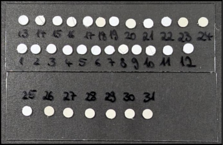 Image of all 31 mail sample cutouts mounted onto two microscopy slides.