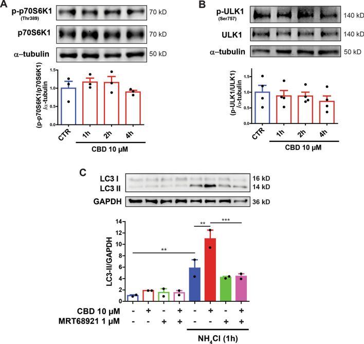 Role of mTORC1/ULK1 pathway on autophagy induction by CBD. (A,B) Total lysates from SH-SY5Y cells were treated with 10 µM CBD for 1, 2 and 4 h. The blots were incubated with a specific antibody for phosphorylated p70S6K1 (Thr389) and ULK1 (Ser757) or with an antibody that recognizes total p70S6K1 and ULK1. No effect was observed on the mTOR targets (A) p70S6K1 (Thr389) and (B) ULK1 (Ser757) after treatment with CBD, thus indicating that autophagy activation is independent of mTORC1. Data are expressed as means ± S.E.M., and data points are displayed as dots. The analysis was conducted with a one-way ANOVA followed by Dunnett’s post-hoc test. *p < 0.05, ** p < 0.01 relative to respective CTR group. (C) The autophagic flux was evaluated in SH-SY5Y cells pretreated with 1 µM of the ULK1/2 inhibitor MRT68921 for 30 min) and treated with 10 µM CBD for 2 h, in the presence or absence of the lysosome inhibitor NH4Cl, at the last hour of the treatment. The 10 µM CBD treatment increased LC3-II levels under NH4Cl blockade, which was abolished MRT6892 pre-treatment. Samples were subjected to western blotting using anti-LC3 and anti-GAPDH antibodies. Representative images of LC3-II are shown above the bar graphs. The bar graphs are reported as the means ± S.E.M of LC3-II levels after GAPDH normalization. Analysis was conducted with Three-way ANOVA followed by Sidak’s post-hoc test; *p < 0.05, ** p < 0.01 and ***p < 0.001. Full-length blots are presented in Supplementary Figure S4.