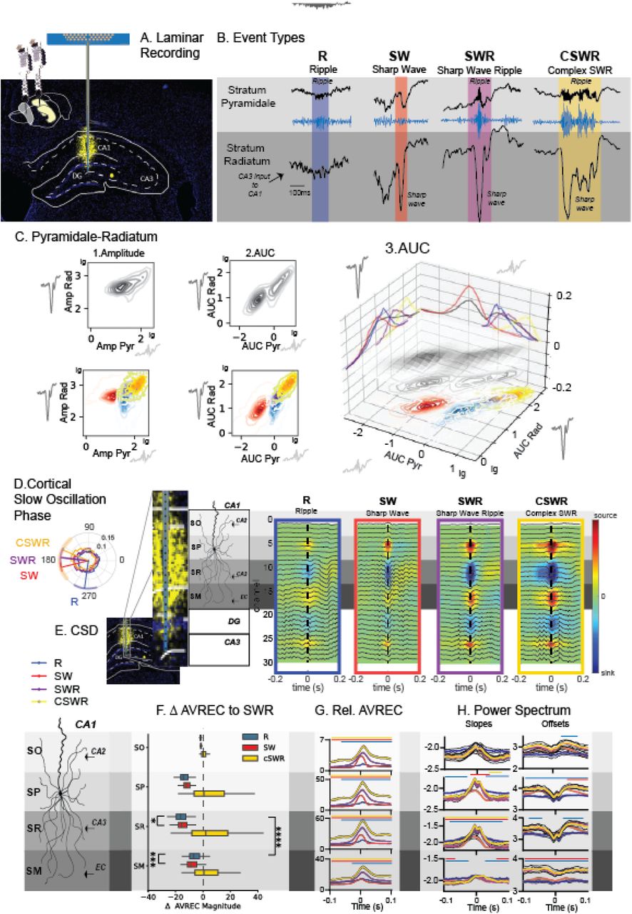 Identifying Ripple Types:A. We performed laminar recordings of CA1 field in the hippocampus B. We applied a threshold-based approach to detect hippocampal ripples in the stratum pyramidale and sharp waves in the stratum radiatum and identified four unique types of events: ripples without sharp waves (R), sharp waves without ripples (SW), sharp wave ripples (SWR) and multiple sharp waves occurring with one long ripple (cSWR). C. Shows amplitude (1) and AUC (2 and 3) of events in the stratum radiatum in relation to the stratum pyramidale. A log-linear relationship is evident only for AUC. D. Events in regard to the slow oscillation phase in the prefrontal cortex. SW, SWR, cSWR occur at the transition of the down to up-state and R in the upstate E. Current Source Density (CSD) maps for each type of event F. Average rectified signal (AveRec) of CSD (ANOVAs for each layer type, time and interaction all p<0.0001) and G. relative AveRec absolute (ANOVA layer F3,8380=14930 p<0.0001, type F3,8380=90.5 p<0.0001, interaction F9,8380=52.97 p<0.0001) and normalized ANOVA (layer F3,8380=4.4 p=0.004, type F3,8380=99.5 p<0.0001, interaction F9,8380=31.8 p<0.0001). Results highlight differential layer contribution to each event type H. Power Spectrum Slopes and Offsets for each layer. For each event type, the power spectrum was computed using a Morlet wavelet transform featuring six cycles over a frequency range of 1 to 200 Hz. We calculated the base-10 logarithms of both the absolute values of the Morlet wavelet power spectrum and the corresponding frequencies. Linear regression analysis of these log-transformed values was then performed to extract the slope and offset values (See Method Section). For F-H shown is mean with SEM (error bars and black lines), lines above the figures indicate p<0.01 Dunnett post-hoc type vs SWR adjusted for multiple comparison. The schematic provides a detailed reconstruction of the CA1 layered architecture. From the outermost to the innermost, the layers depicted are the stratum oriens (SO), stratum pyramidale (SP), stratum radiatum (SR), and stratum lacunosum moleculare (SM), each distinct in its structural and functional contributions to hippocampal circuitry.