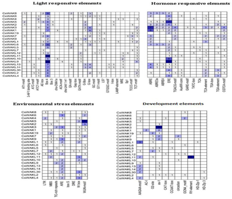 Cis-acting elements in promoter regions of CsWAKs/CsWAKLs genes. On the basis of functions, they were categorized into four major groups: light-responsive elements, hormone-responsive elements, environmental-stress-related elements, and development-related elements. The numbers in the boxes represent the number of cis-acting elements. The background color changes from light blue to dark blue according to the increasing number of cis elements.