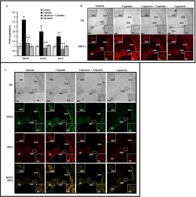 Capsaicin inhibits cisplatin-induced stress and inflammation in the cochlea. We pretreated male Wistar rats with trans-tympanic capsaicin (0.1 µM, 50 µl) 24 h prior to cisplatin (11 mg/kg). We collected -the cochleae 72 h post cisplatin, and saved these specimens either in RNA later or fixed with freshly prepared 4% paraformaldehyde, decalcified and processed them for mid-modiolar sections. (A) Quantitative q-PCR analyses from total cochlear RNA indicate that cisplatin treatment increased the relative mRNA expression of TRPV1, NOX3 and iNOS, that was inhibited by trans-tympanic pre-treatment with capsaicin. (B,C) We used mid-modiolar sections for immunofluorescent staining of TRPV1 (B), NOX3 and iNOS (C). Cisplatin increased TRPV1, NOX3 and iNOS staining in the OC, SL, SV and SG, which with trans-tympanic capsaicin pretreatment blocked. Images shown are 20X and the insets were imaged at 100x by confocal microscopy. Scale bar is 100 µm. Data presented in (A) represent the mean ± S.E.M. of cochleae from four animals from each group. Asterisk (*) indicates statistically significant difference from vehicle, while (**) indicates significant difference from the cisplatin group (p < 0.05).
