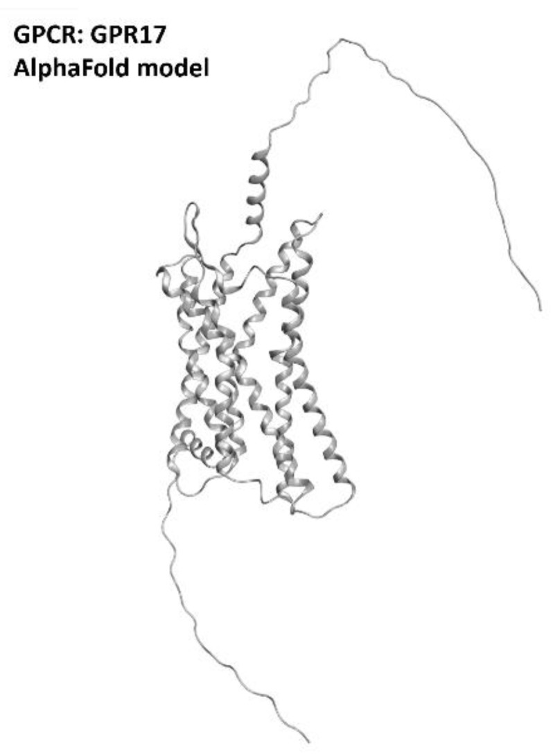 Structure of the GPR17 receptors (with no experimentally resolved structure available, the model sourced from the AlphaFold database is presented). The image was created and rendered with MOE.