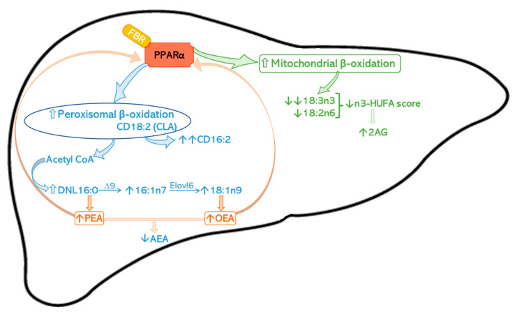 In liver, strong PPARα activation by FBR enhances mitochondrial β-oxidation, particularly of 18:3n3 and to a minor extent of 18:2n6, both preferentially β-oxidized in mitochondria [32]; this leads to a steep reduction of EFA and a decreased n3-HUFA score, which may explain the increase of 2-AG [46,49]. A parallel induction of peroxisomal β-oxidation, confirmed by the elevated formation of CD16:2, the partial peroxisomal β-oxidation product of CD18:2 (CLA) [37], increases acetyl-CoA availability for DNL [18,62,63] and thus the synthesis of 16:0, 16:1n7 and 18:1n9 (its desaturation product by ∆9 desaturase) and further elongation by the PPAR α-induced ELOVL 6 [64]. A rise in hepatic DNL may sustain an increase of hepatic biosynthesis of PEA and OEA, derived from 16:0 and 18:1n9, respectively, known ligands of PPARα and therefore able to further sustain its activation. Reduced hepatic AEA levels in 0.2% FBR-treated mice might be the result of competition in the common biosynthesis pathway with PEA and OEA.