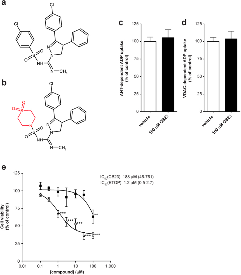 Ibipinabant derivative 23 (CB23) does not inhibit ANT- and VDAC-dependent mitochondrial ADP uptake and has a low cytotoxic potency.The effect of structural modification of (A) ibipinabant on mitochondrial ADP uptake was investigated using (B) CB23. This derivative was obtained by replacing the chlorophenyl group by a 1,1-dioxo-thiomorpholine group (marked in red). The effects of direct administration of 100 μM CB23 were investigated both for (C) ANT- and (D) VDAC-dependent mitochondrial ADP uptake. Experimental procedures and calculations were as described in Fig. 6. Statistical analysis: Student’s t-test was applied to compare values to vehicle control, no significant differences were observed. Mean ± SEM; n = 5 independent experiments. (E) The number of cells was determined after 24 hours exposure of C2C12 myoblasts to increasing CB23 (■) concentrations. As a positive control, cells were exposed to etoposide (◦), a known inducer of mitochondria-mediated cell death. Cell viability was determined as described in Fig. 1. Statistical analysis: one-way ANOVA with Dunnett’s post hoc analysis was applied to compare values to vehicle control **p < 0.01, ***p < 0.001. Mean ± SEM; n = 18 (3 independent experiments); IC50 values are plotted as mean with 95%-CI.