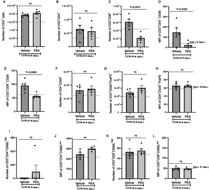 PEA reduced CD3+CD8+ cells and activation of CD3+CD8+ and CD3+CD4+ cells in the liver. The lymphocytic profile was investigated by flow cytometry, determining the number of (A) CD3+, (B) CD3+CD4+ and (C) CD3+CD8+, and the MFI of CD28 in (D) CD3+CD4+ and (E) CD3+CD8+ lymphocytes. The number of (F) CD4+CD25+ cells and (G) CD4+CD25+FoxP3, and MFI of CD4+CD25+FoxP3. The profile of effector or central memory cells was also investigated in T cells (H) CD3+CD4+CD62Lhigh, (I) CD3+CD4+CD62Llow, (J) CD3+CD8+CD62Lhigh and (K) CD3+CD8+CD62Llow. Treatment was performed from Day 0 until the end of the experiment. Groups were considered significantly different when p < 0.05, compared to allogeneic group. Assessed by unpaired parametric two‐tailed Student's t test (n = 5 in all groups).