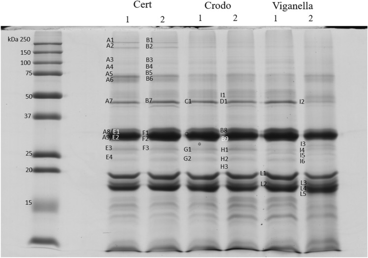 SDS-PAGE of total protein extracts of harvested seeds from the experimental fields of Crodo and Viganella and from certified (Cert) seeds of Futura 75 (1) and Finola (2) hemp varieties.