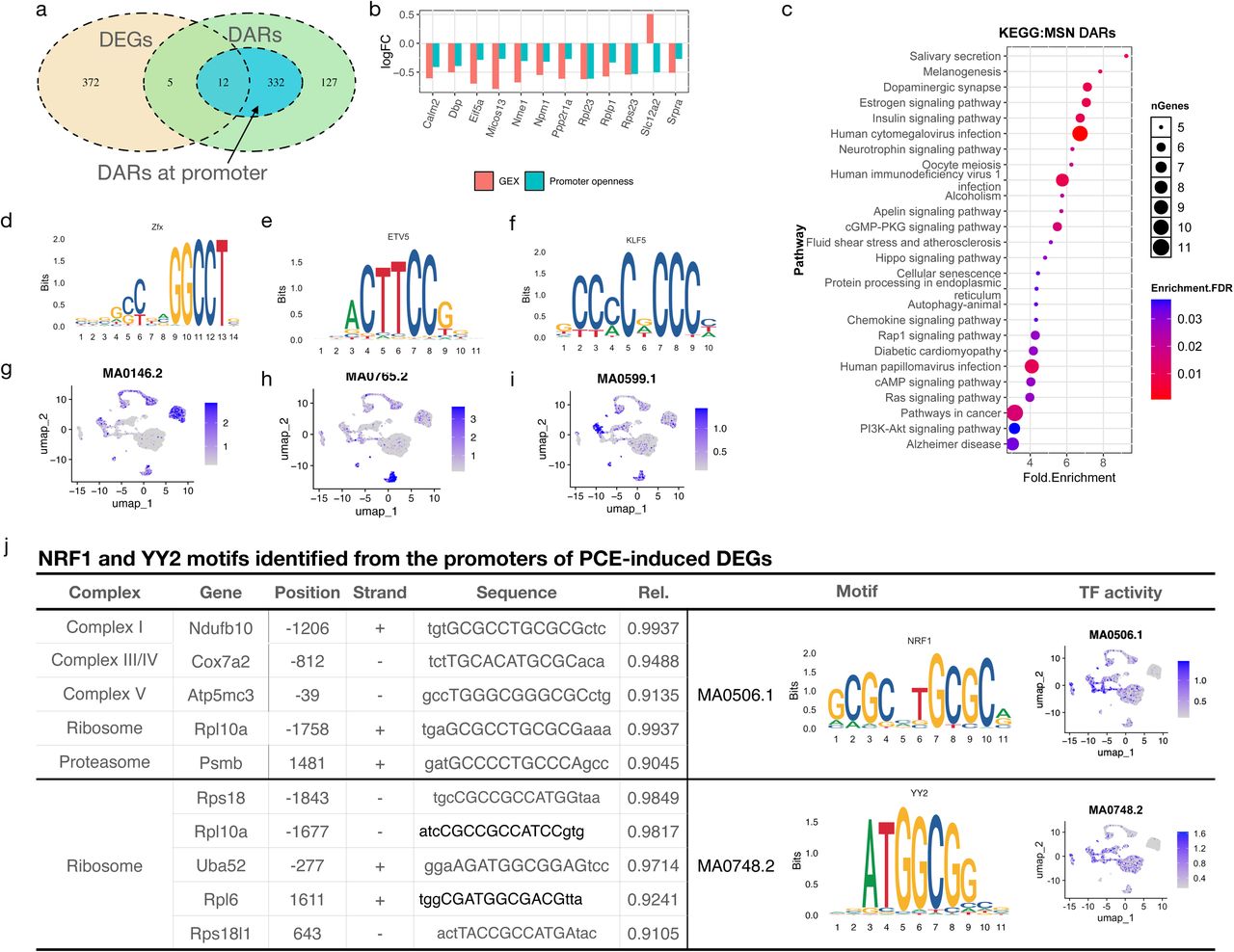 PCE alters the chromatin accessibility of mitochondrial and ribosomal genes(a) Venn diagram showing the overlapped genes between PCE-induced unique DEGs and genes associated with DARs in D1 and D2 MSNs. (b) The Log2 fold change (log2FC) of gene expression and promoter accessibility for the overlapped genes identified in (a). (c) KEGG pathway enrichment analysis of genes with DARs located in their promoter regions. (d-f) TF motifs enriched from MSN DEGs. (g-i) Predicted motif activity scores for MA0146.2 in oligodendrocytes and astrocytes (g), MA0765.2 in microglia (h), and MA0599.1 in neuron progenitor cells (i). (j) Summary of predicted NRF1 and YY2 biding sites identified among DEGs involved in mitochondrial, ribosomal and proteasomal activities. The relative score (Rel Score) reflects the similarity between DNA sequence patterns and reference position-specific scoring matrices (PSSMs) for known motifs; values closer 1 indicate a higher likelihood of true motif occurrence.