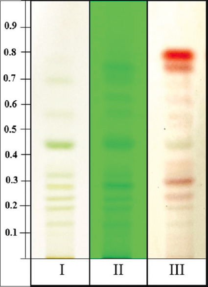 TLC fingerprint of Cannabis sativa leaf ethanolic extract. I: Detection under white light, II: Detection under UV 254 nm, III: Detection with 0.5% fast blue B salt staining reagent. TLC: thin-layer chromatography