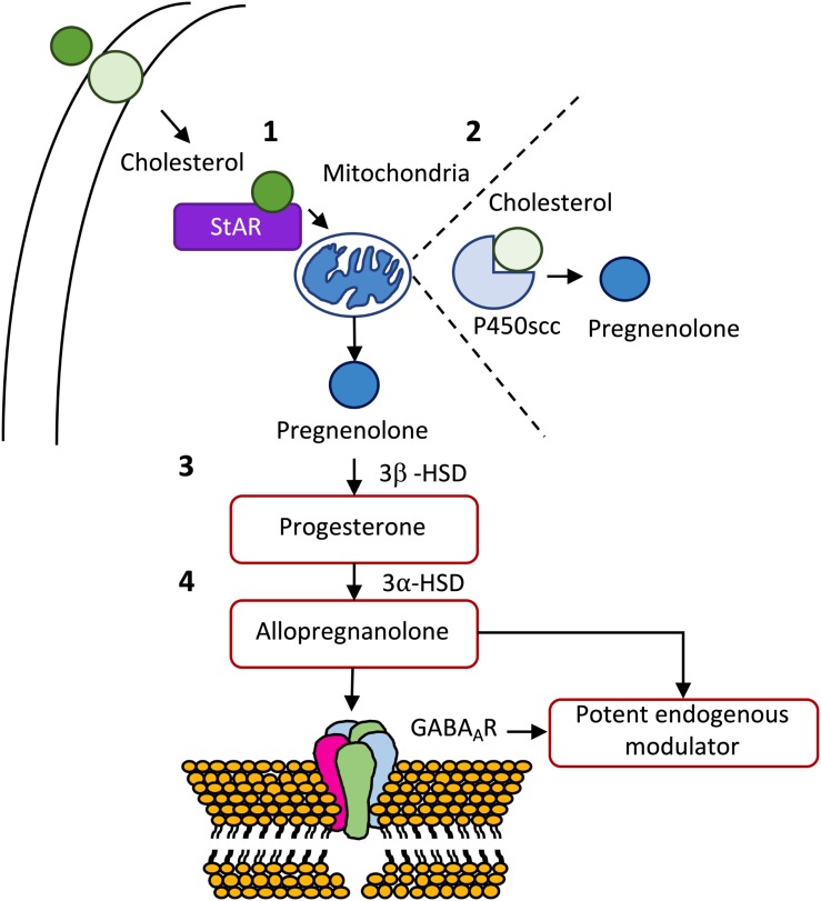 De novo synthesis of some important neurosteroids. (1) After being transported from the outer to the inner membrane, cholesterol is transported from the outer to the inner membrane of the mitochondria by steroidogenic acute regulatory protein (StAR). (2) Once inside the mitochondria, cholesterol is transformed in pregnenolone, the mother of all steroid hormones, by cytochrome P450 cholesterol side-chain cleavage (P450scc) enzyme (CYP11A1). (3) Pregnenolone can be, subsequently, transformed into progesterone by 3β-hydroxysteroid dehydrogenase (3β-HSD), which in turn, can originate allopregnanolone through the action of 3α-hydroxysteroid dehydrogenase (3α-HSD). (4) Allopregnanolone is viewed as the most potent endogenous modulator of the GABAergic system via interaction with the GABAA receptor (for a detailed review see Melcangi et al., 2014).