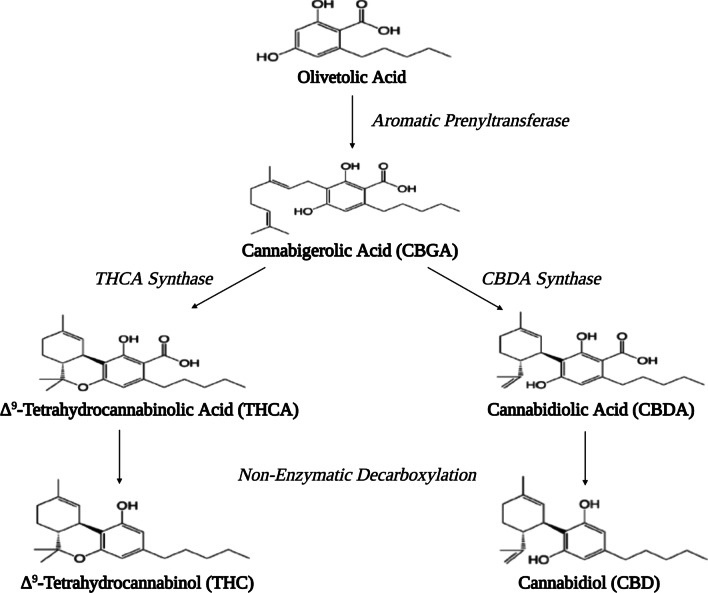 Biosynthesis of cannabinoids and structural differences between Δ9-THC and CBD. Conversion of olivetolic acid to cannabigerolic acid (CBGA) occurs through the use of aromatic prenyltransferase. CBGA acts as the point of differentiation from which cannabinoid-specific FAD-oxidases (THCA synthase & CBDA synthase) convert CBGA to precursor cannabinoid acids. Subsequent decarboxylation of cannabinoid acids results in active cannabinoids. Δ9-THC forms a cyclic ring whereas CBD has a hydroxy group resulting three-dimensional structural differences