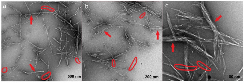 TEM images of the nanosized fraction of the nanocellulose suspension at (a) low magnification, (b) intermediate magnification and (c) high magnification. In all images, examples of individual fibrils are circled and examples of stacks of fibrils are indicated by arrows.