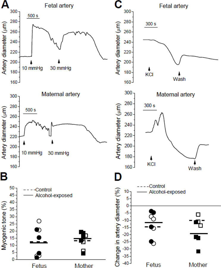 Myogenic tone and responses to high KCl in fetal and maternal arteries.A. Original traces showing development of myogenic tone in fetal (top) and maternal (bottom) arteries following application of 10 and 30 mmHg intraluminal pressure. B. Scattered data of myogenic tone as percentage of maximal artery diameter immediately following application of 30 mmHg intraluminal pressure in fetal and maternal arteries. In all figures, dotted horizontal line depicts averaged of control groups (fetal or maternal), while solid line corresponds to averaged value in alcohol-exposed groups (fetal or maternal); hollow symbols refer to datapoints from control donors, black symbols represent data from alcohol-exposed donors. Statistical analysis using two-way ANOVA failed to detect significant differences or interactions between the groups at the 0.05 level (P values≥0.58). C. Original traces showing constriction of fetal (top) and maternal (bottom) arteries following application of 60 mM KCl. D. Scattered data of KCl-induced constriction as percent change in artery diameter show lack of statistically significant differences between the groups at the 0.05 level (two-way ANOVA, P≥0.13).