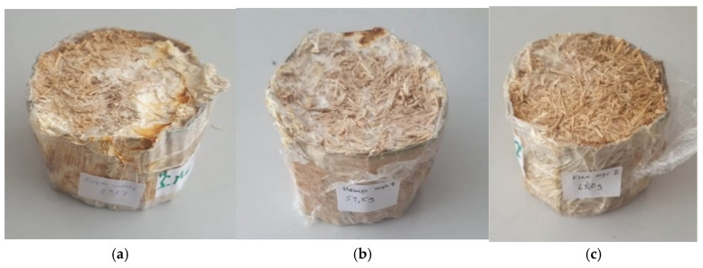 (a) Chopped wheat with mycelium; (b) Chopped hemp with mycelium; (c) Chopped flax with mycelium. Source: Made by the authors.