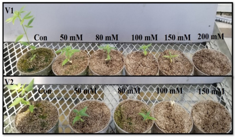 The effects of NaCl on IH leaves at 0, 50, 80, and 100 mM in V1 and 0, 50, and 80 mM in V2. Seedlings in V1 and V2 did not survive at 200 mM and 100 mM NaCl, respectively, by the 30th day.
