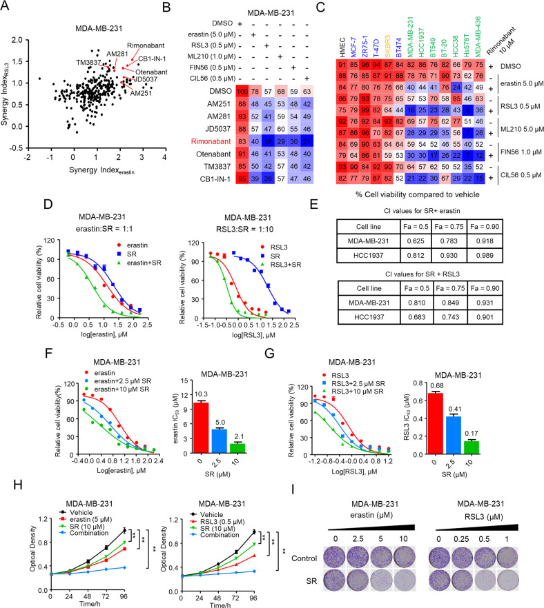 Synergy of CB1 antagonists with ferroptosis inducers significantly inhibited TNBC cells growth.A Volcano plot showing the results of drug screen in MDA-MB-231 cells. Synergy Index(erastin) and Synergy Index(RSL3) representing the combinational strength of 303 different lipid metabolism compounds with erastin and RSL3, respectively, for 72 h. Significant combinational treatment of CB1 antagonists with erastin and RSL3, respectively, are shown in red. B Combinational effects of CB1 antagonists (10 μM) with ferroptosis inducers (erastin, RSL3, ML210, FIN56, CIL56) at the indicated concentration treated with the inhibitors of single agent or the indicated target pairs in MDA-MB-231 cells. Viability was measured 72 h after treatment with the indicated concentrations of drugs. Effects on cell viability were calculated as percentage of vehicle-treated cells. C Combinational effects of rimonabant (SR) with ferroptosis inducers (erastin, RSL3, ML210, FIN56, CIL56) in the indicated breast cell lines, including normal-like cells (black), four luminal cell lines (blue), HER2-enriched cell line (orange) and 7 TNBC cell lines (green) were treated with the Inhibitors of single agent or the indicated target pairs. Viability was measured 72 h after treatment with the indicated concentrations of drugs. Effects on cell viability were calculated as percentage of vehicle-treated cells. D, E Effects of erastin or RSL3 with rimonabant (SR) as single agents or drug combinations in the indicated cell lines..... MDA-MB-231 cell viability was measured 72 h after treatment with the indicated doses of the drugs (D). Combinational Index (CI) was calculated by the Chou-Talalay equation using multiple doses and response points. CI values for three different indicated Fa are shown (E). F, G Dose-response curves erastin (F) or RSL3 (G) as single agents or drug combination with rimonabant (SR) at the indicated doses in the MDA-MB-231 cells for 72 h. The effects of SR on the IC50 of erastin or RSL3 are shown in the bar graphs (right). H The proliferation curve of single agents and drug combinations in the MDA-MB-231 cells treated with indicated concentrations of erastin and SR (left) or RSL3 and SR (right) for 96 h. The cell viability was assessed by CCK-8 assay treated with the indicated doses of the drugs. **p < 0.01 (one-way ANOVA). I In colony formation assays, MDA-MB-231 cells were treated with rimonabant (SR, 10 μM) or vehicle combined with the increasing concentrations of erastin (left) or RSL3 (right) for 14 days. Data shown are mean ± SD of triplicate measurements that were repeated three times with similar results.